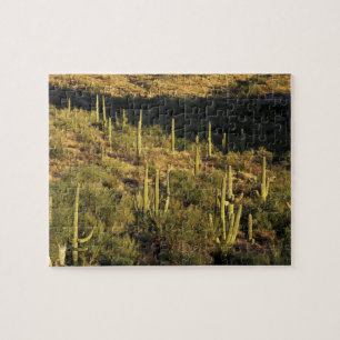 North America, USA, Arizona, Sonoran Desert Jigsaw Puzzle