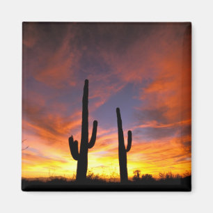North America, USA, Arizona, Sonoran Desert. Magnet
