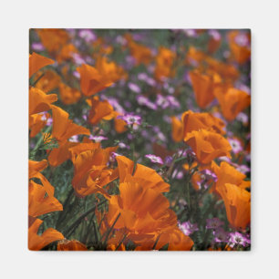 North America, USA, California, Antelope Valley, 2 Magnet