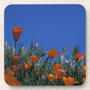 North America, USA, California, Antelope Valley, 3 Coaster