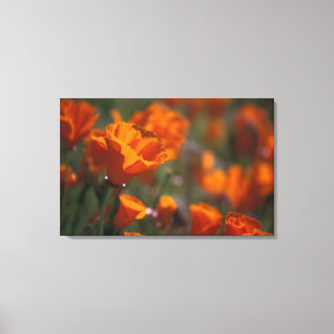 North America, USA, California, Antelope Valley, Canvas Print