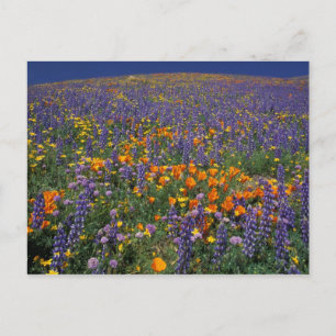 North America, USA, California, Los Angeles 2 Postcard