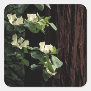 North America, USA, California, Yosemite 2 Square Sticker