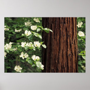 North America, USA, California, Yosemite 3 Poster