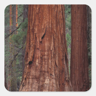 North America, USA, California, Yosemite NP, 2 Square Sticker