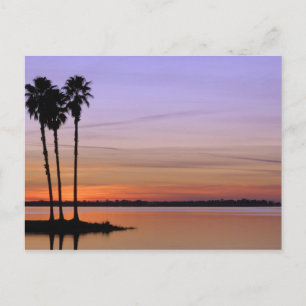 North America, USA, Florida, Mt. Dora, a trio Postcard