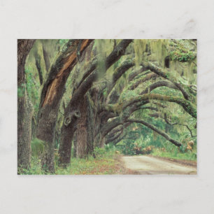 North America, USA, Georgia, Cumberland 2 Postcard