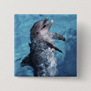 North America, USA, Hawaii. Dolphin 2 Inch Square Button