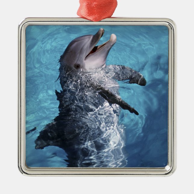 North America, USA, Hawaii. Dolphin Metal Ornament (Front)