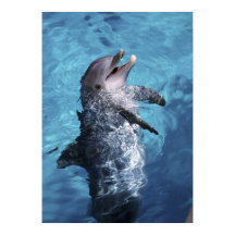 North America, USA, Hawaii. Dolphin