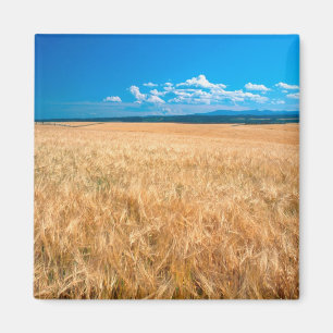 North America, USA, Idaho. Barley field in Magnet