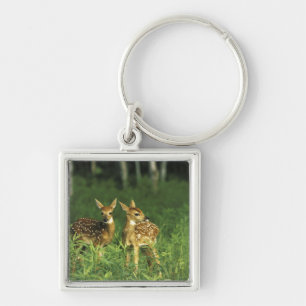 North America, USA, Minnesota. White-tailed 2 Keychain