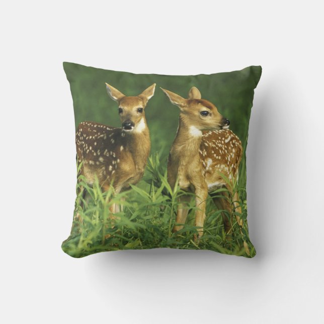 North America, USA, Minnesota. White-tailed 2 Throw Pillow (Front)