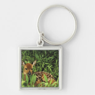 North America, USA, Minnesota. White-tailed Keychain