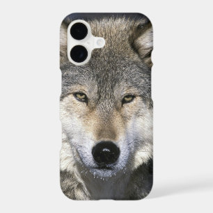 North America, USA, Minnesota. Wolf Canis