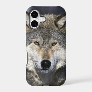 North America, USA, Minnesota. Wolf Canis