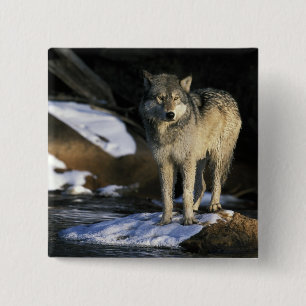 North America, USA, Minnesota. Wolf (Canis 2 Inch Square Button