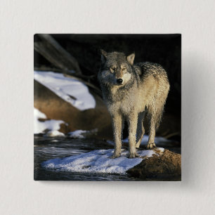 North America, USA, Minnesota. Wolf (Canis 2 Inch Square Button