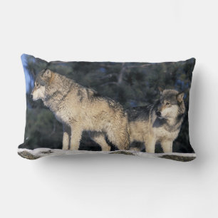 North America, USA, Minnesota. Wolf Canis 2 Lumbar Pillow