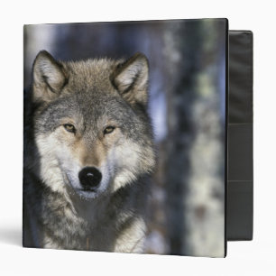 North America, USA, Minnesota. Wolf Canis Binder