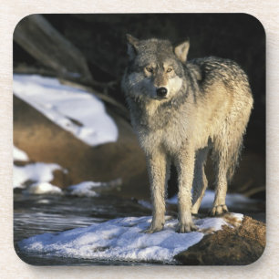 North America, USA, Minnesota. Wolf (Canis Coaster