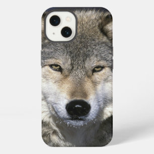 North America, USA, Minnesota. Wolf Canis iPhone 13 Case