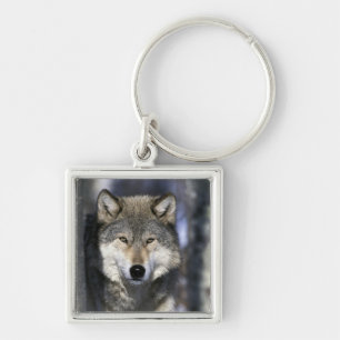 North America, USA, Minnesota. Wolf Canis Keychain