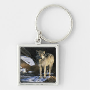 North America, USA, Minnesota. Wolf (Canis Keychain