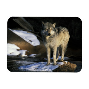 North America, USA, Minnesota. Wolf (Canis Magnet