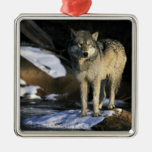 North America, USA, Minnesota. Wolf (Canis Metal Ornament
