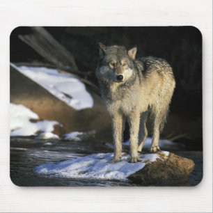 North America, USA, Minnesota. Wolf (Canis Mouse Pad