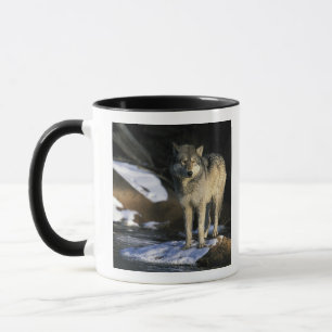 North America, USA, Minnesota. Wolf (Canis Mug