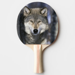 North America, USA, Minnesota. Wolf Canis Ping Pong Paddle