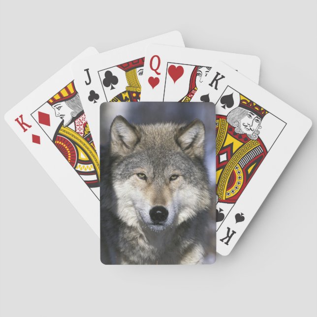 North America, USA, Minnesota. Wolf Canis Playing Cards (Back)