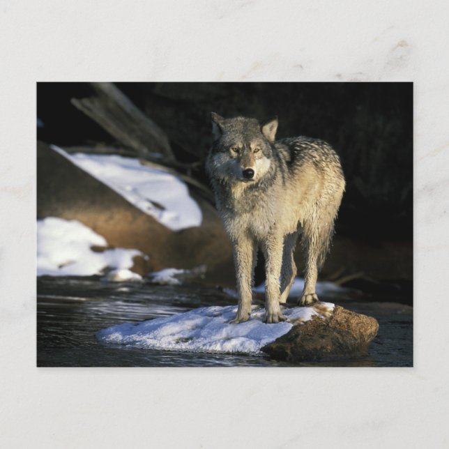 North America, USA, Minnesota. Wolf (Canis Postcard (Front)