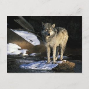 North America, USA, Minnesota. Wolf (Canis Postcard