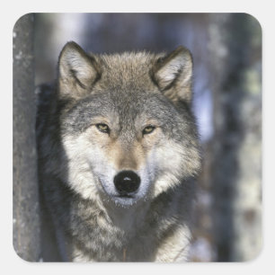 North America, USA, Minnesota. Wolf Canis Square Sticker