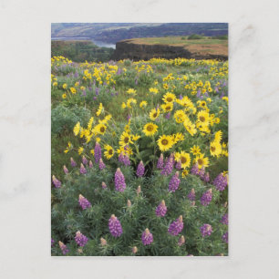 North America, USA, Oregon, Columbia River Postcard