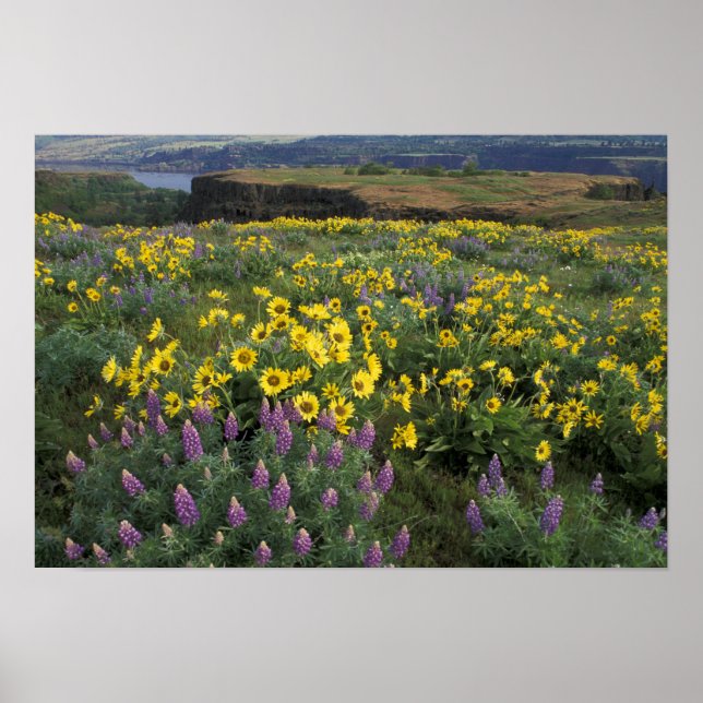 North America, USA, Oregon, Columbia River Poster (Front)