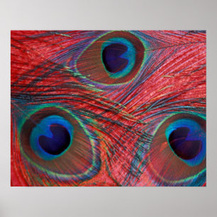 North America, USA, WA, Redmond, Peacock Poster