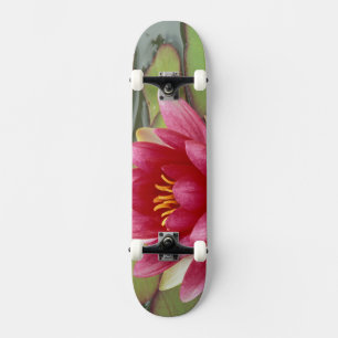 North America, USA, WA, Seattle, Woodland Park 2 Skateboard