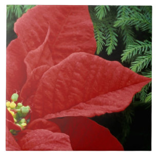 North America, USA, WA, Woodinville, Red Tile