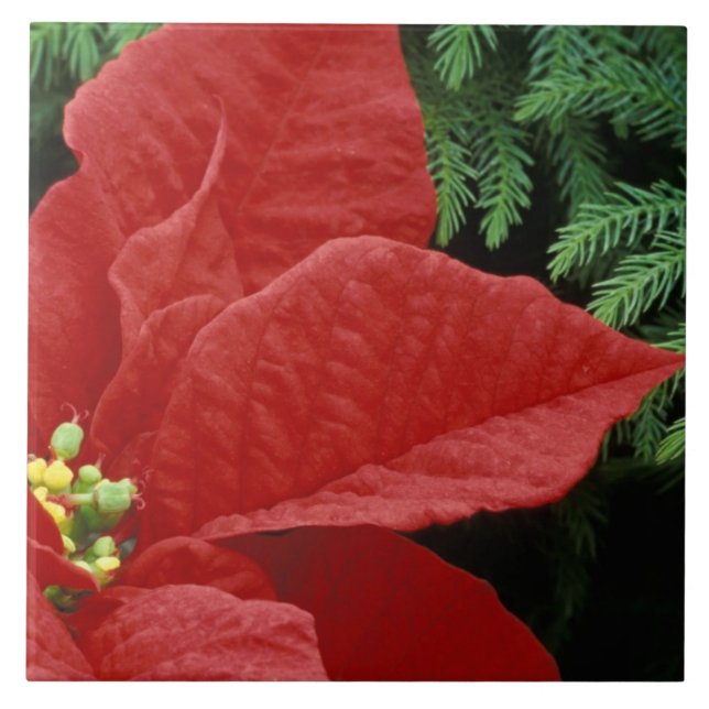 North America, USA, WA, Woodinville, Red Tile (Front)