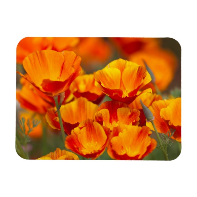 North America, USA, Washington, Seattle Magnet (Horizontal)