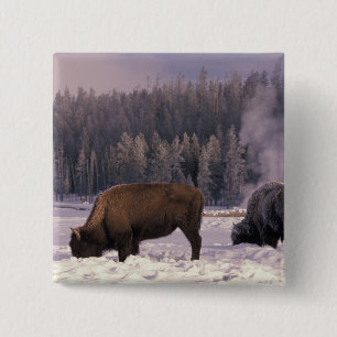 North America, USA, Wyoming, Yellowstone NP, 2 Inch Square Button