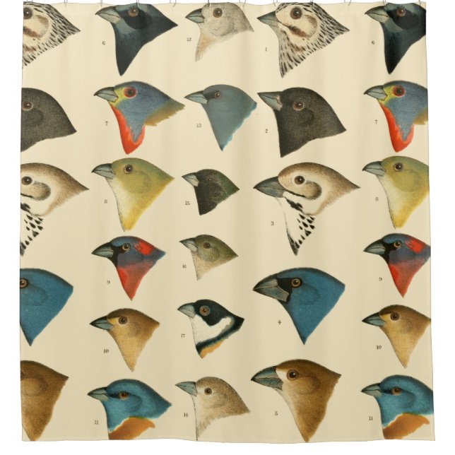 North American Birds (Front)