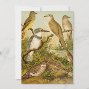 North American Birds   Anton Goering