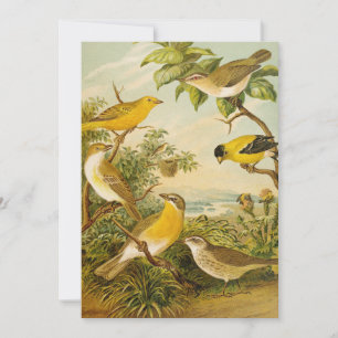 North American Birds   Anton Goering