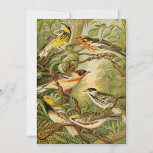 North American Birds Anton Goering