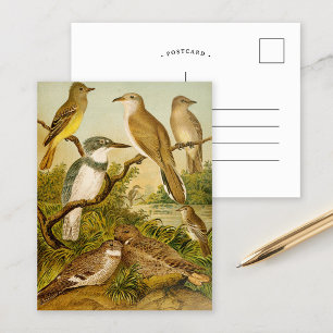 North American Birds Anton Goering Postcard